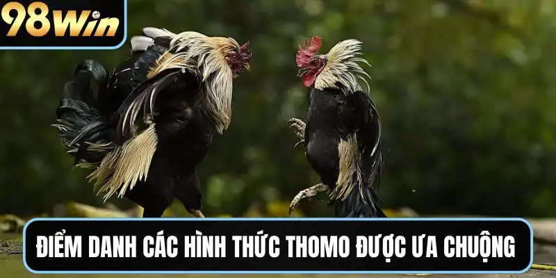 Điểm danh các loại hình đá gà Thomo được ưa chuộng