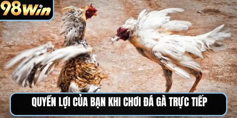 Quyền lợi của bạn khi chơi đá gà trực tiếp